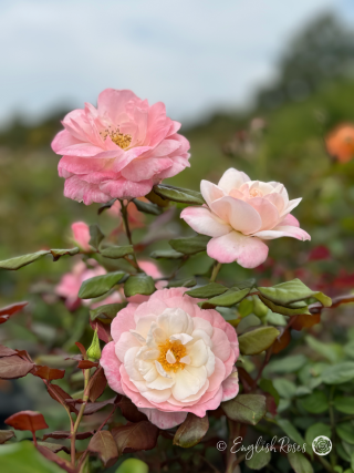 English Miss Rose - Soft Pink Floribunda Rose - Close up photo of three open blooms