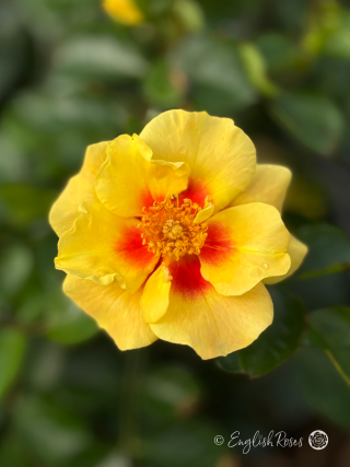 Eye of the Tiger Rose - Yellow And Red Floribunda Rose - A close up photo of a single open bloom