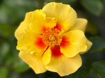 Eye Of The Tiger Rose Eye Of The Tiger Rose Image