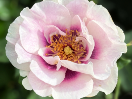 Eyes For You Rose Eyes For You Rose Image