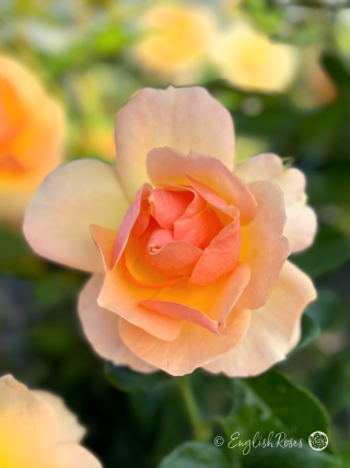Fab @ 50 Rose - Apricot Floribunda Rose - A close up photo of a single apricot bloom with additional blooms in the background