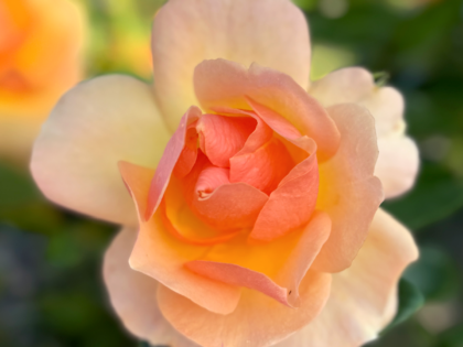 Fab @ 50 Rose Fab @ 50 Rose Image