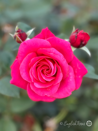 Fab @ 70 Rose - Deep Pink Floribunda Rose - A close up photo of a single deep pink bloom with buds