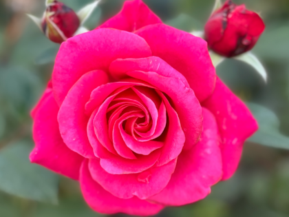 Fab @ 70 Rose - 70th Birthday Ideas Image