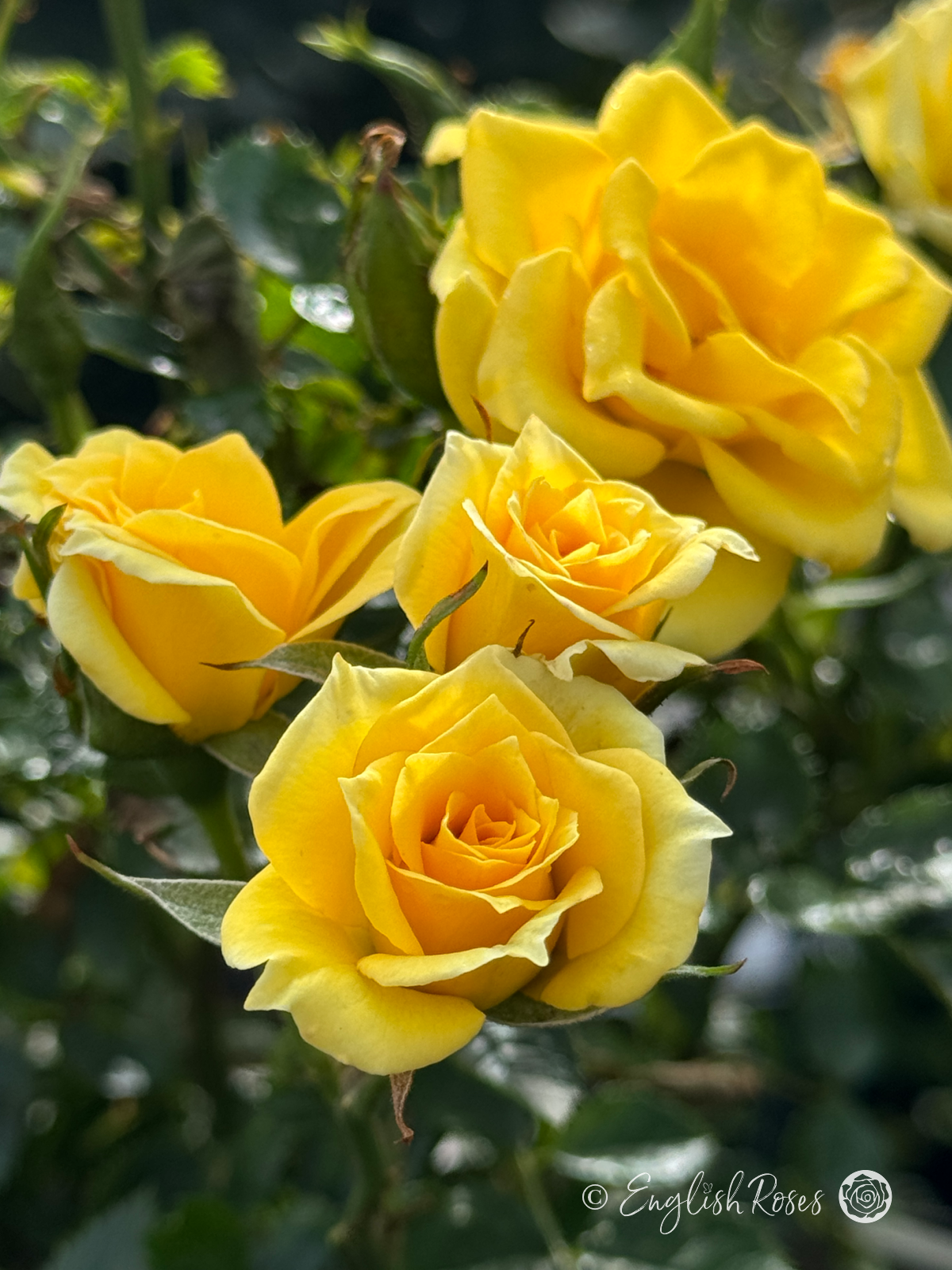 Flower Power Gold Rose - Golden Yellow Patio Rose - A close up photo of multiple golden yellow blooms