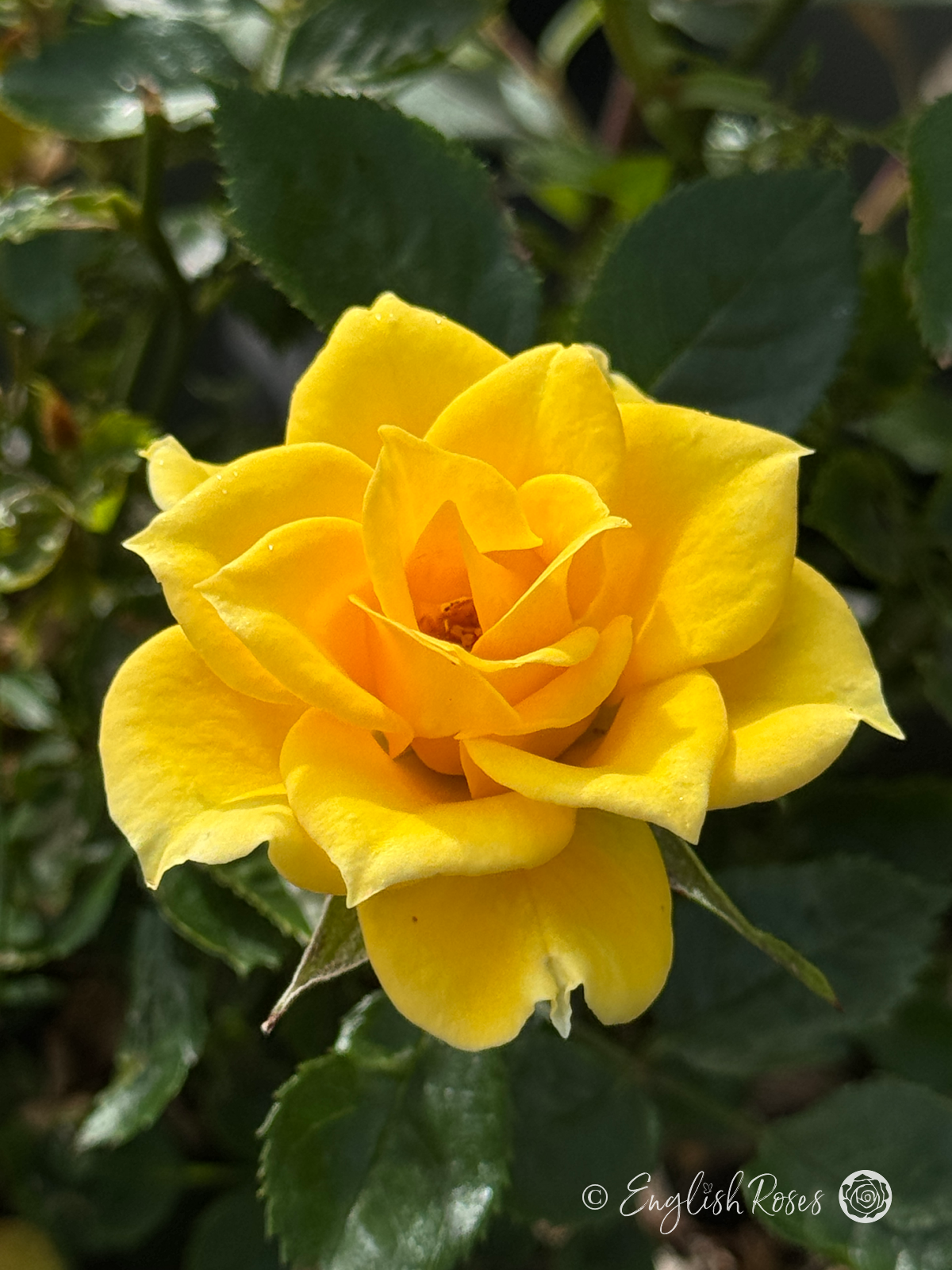 Flower Power Gold Rose - Golden Yellow Patio Rose - A close up photo of a single golden yellow bloom