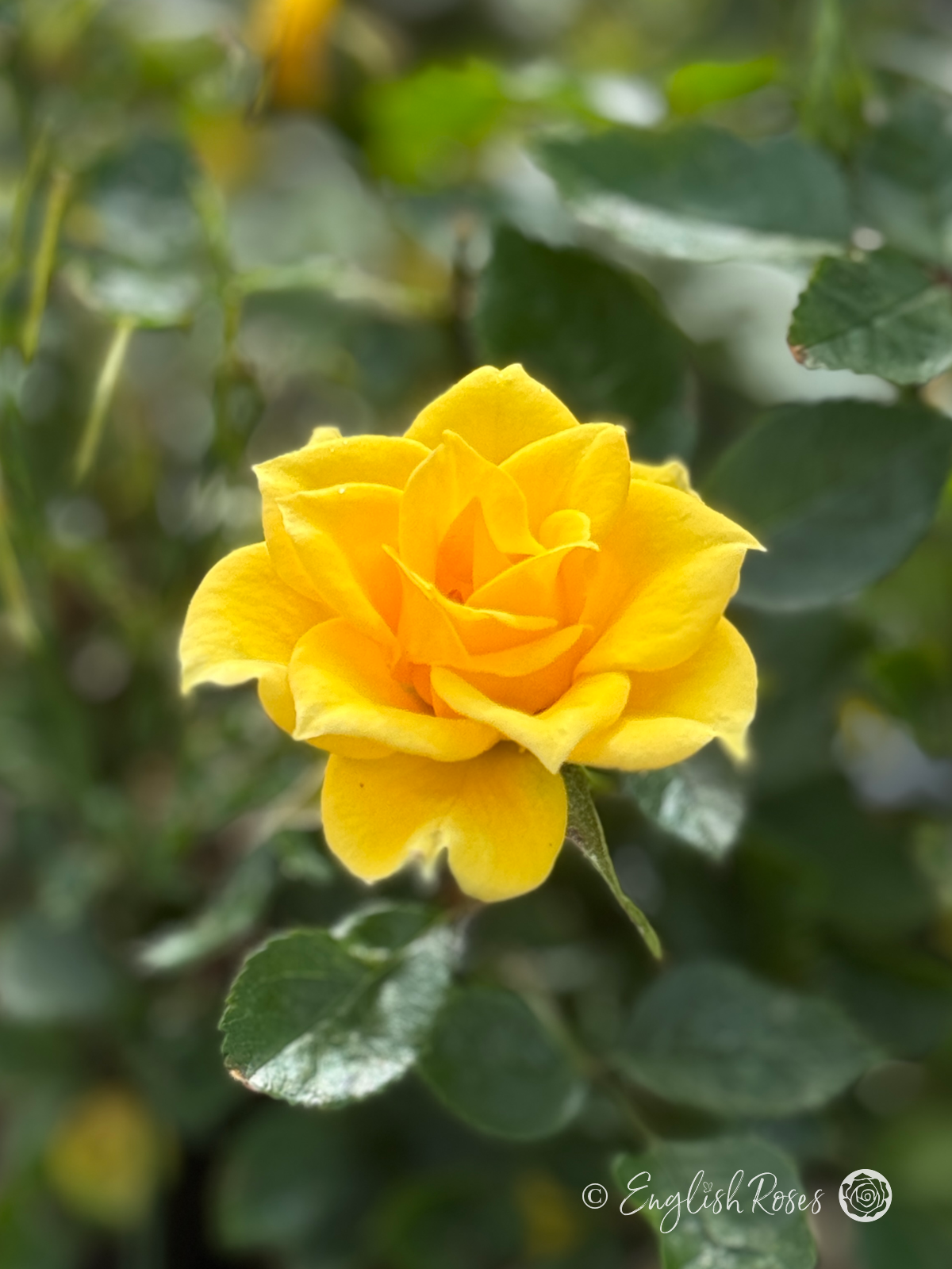 Flower Power Gold Rose - Golden Yellow Patio Rose - Close up photo of an open, yellow bloom with foliage