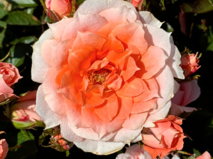 English Roses Retirement Rose - Flower Power Rose English Roses Retirement Rose - Flower Power Rose Image