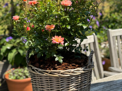 Remembering Someone Special - Rose Gift In Large Willow Basket Remembering Someone Special - Rose Gift In Large Willow Basket Image