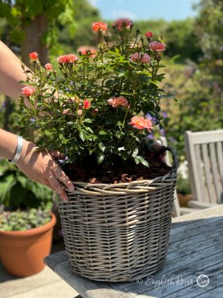 Fond Memories Rose - Orange Patio Rose - A Willow Basket arrangement with open orange and pink blooms, buds and lush foliage