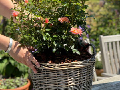 Remembering Someone Special - Rose Gift In Large Willow Basket Remembering Someone Special - Rose Gift In Large Willow Basket Image