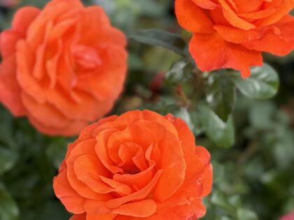 For You With Love Rose - Friends Christmas Gifts For You With Love Rose - Friends Christmas Gifts Image