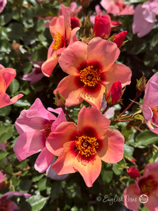 For Your Eyes Only Rose - Pink Floribunda Rose - A close up photo of multiple shaded pink blooms and buds