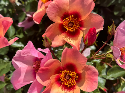 Ringo All Star Rose Ringo All Star Rose Image