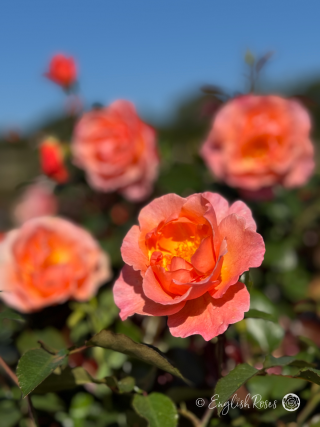 Fragrant Delight Rose - Pink Floribunda Rose - A close up photo of a single pink bloom with additional blooms in the background