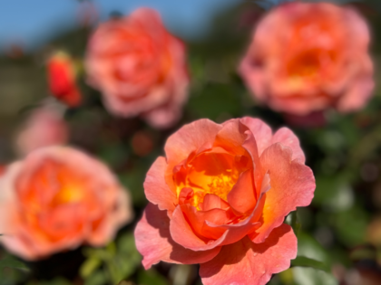 Fragrant Delight Rose Fragrant Delight Rose Image