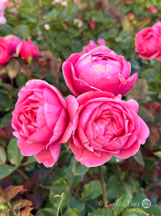Fruity Parfuma Rose - Deep Pink Floribunda Rose - A close up photo of three open, deep pink blooms and foliage