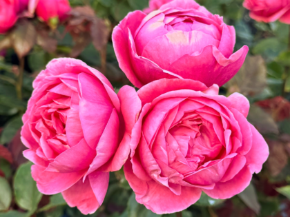 Fruity Parfuma Rose Fruity Parfuma Rose Image