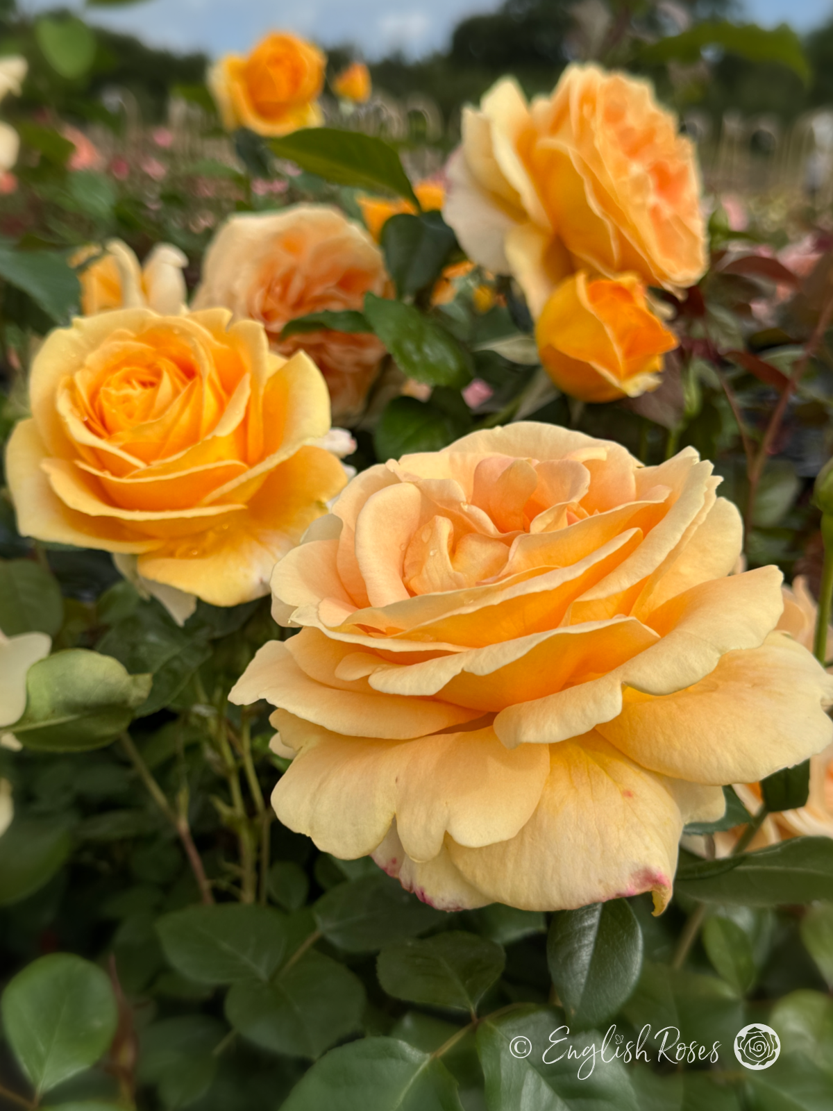 Global Beauty Rose - Golden Hybrid Tea Rose - A close up photo of multiple golden, open blooms and foliage