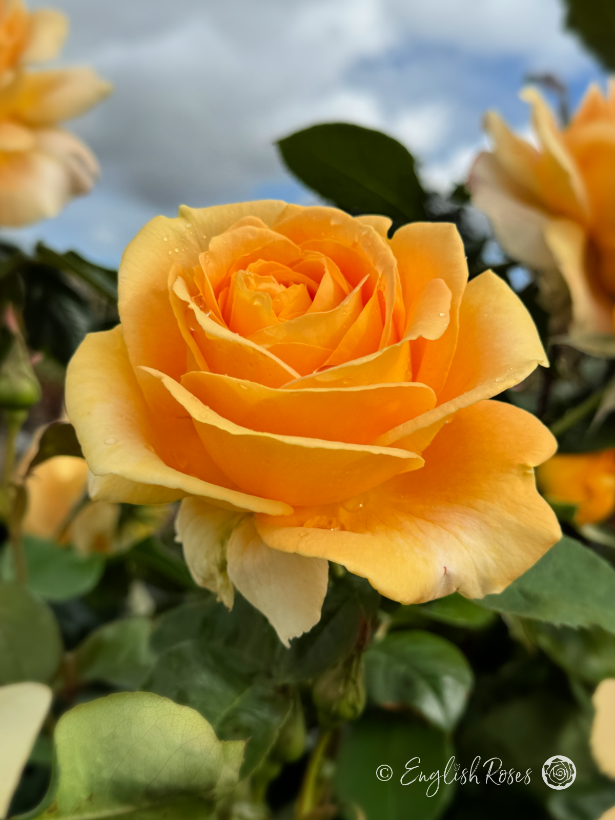 Global Beauty Rose - Golden Hybrid Tea Rose - Close up photograph of a single golden bloom with additional blooms in the background