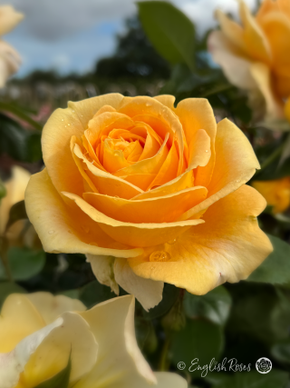 Global Beauty Rose - Golden Hybrid Tea Rose - A close up photo of an open, golden bloom with foliage and other blooms in the background
