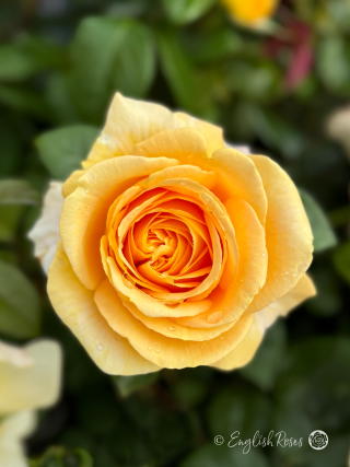 Global Beauty Rose - Golden Hybrid Tea Rose - A close up photo of a single golden bloom