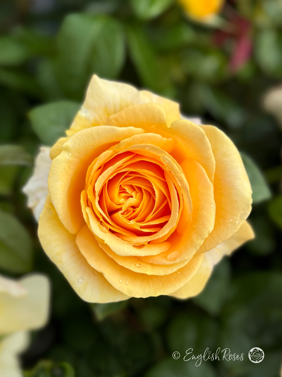 Global Beauty Rose - Golden Hybrid Tea Rose - A close up photo of a single golden bloom