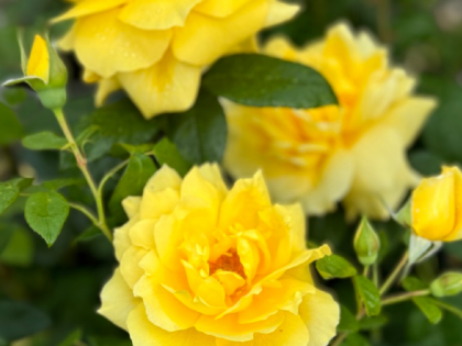 Golden 50th Anniversary Rose Golden 50th Anniversary Rose Image