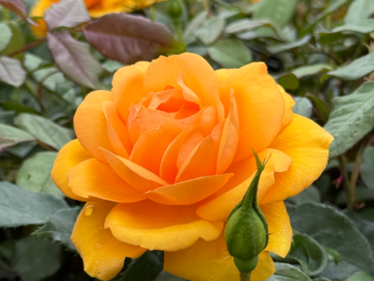Golden Beauty Rose Golden Beauty Rose Image