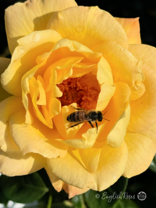 Golden Bouquet Rose - Golden Yellow Floribunda Rose - A close up photo of a golden yellow bloom with a bee on it