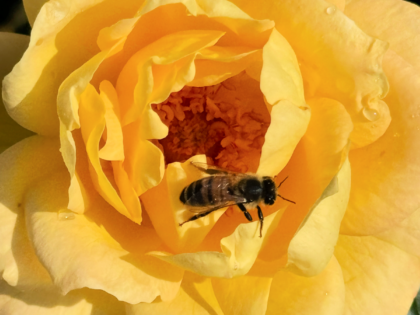 A Rose For Alice - English Roses Gift A Rose For Alice - English Roses Gift Image