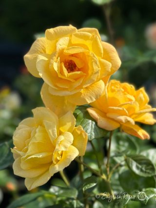 Golden Bouquet Rose - Golden Yellow Floribunda Rose - Close up photo of three golden yellow blooms