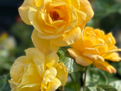 Golden Bouquet Rose - 50th Wedding Anniversary Gift Golden Bouquet Rose - 50th Wedding Anniversary Gift Image