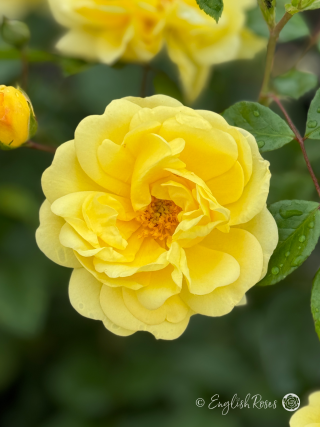 Golden Memories Rose - Golden Yellow Floribunda Rose - A close up photo of a single yellow bloom