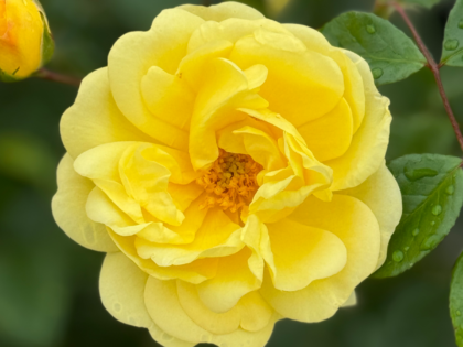 Golden Memories Rose Golden Memories Rose Image