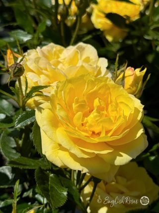 Golden Wishes Rose - Golden Yellow Patio Rose - Close up photo of multiple yellow blooms, buds and foliage