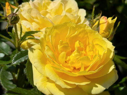 Golden Wishes Rose - Gifts For Dads Birthday Golden Wishes Rose - Gifts For Dads Birthday Image