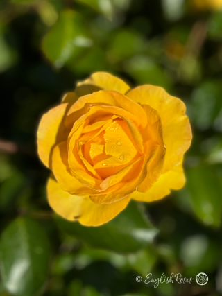 Grandma's Rose - Golden Yellow Floribunda Rose - Close up photo of an open, golden yellow bloom