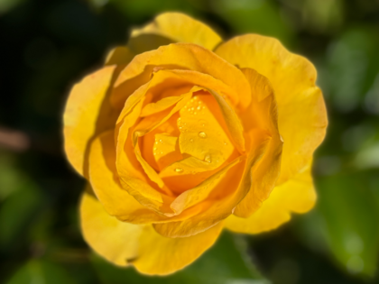 Grandma's Rose Grandma's Rose Image