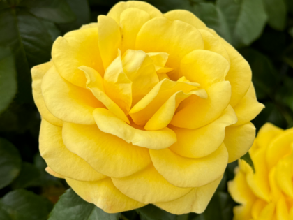 Guardian Angel Rose Guardian Angel Rose Image