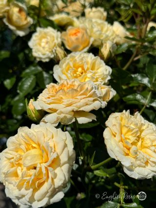 Happy Birthday Patio Rose - Creamy Yellow Patio Rose - A close up photo of multiple creamy yellow blooms