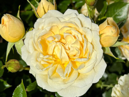 Fabulous Roses For 70th Birthday - Happy Birthday Patio Rose Fabulous Roses For 70th Birthday - Happy Birthday Patio Rose Image