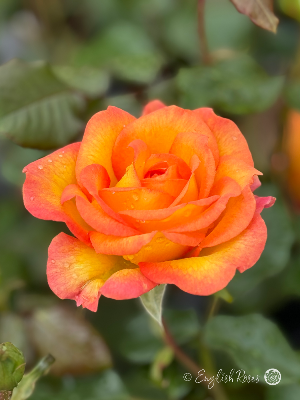 Happy Birthday Rose - Orangey Yellow Hybrid Tea Rose - Close up photo of an open orangey yellow bloom with hints of pink