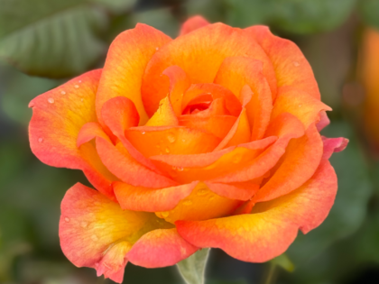 Happy Birthday Rose - 70th Birthday Rose Happy Birthday Rose - 70th Birthday Rose Image