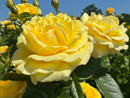 Happy Golden Wedding Rose - 50th Wedding Anniversary Gifts Happy Golden Wedding Rose - 50th Wedding Anniversary Gifts Image