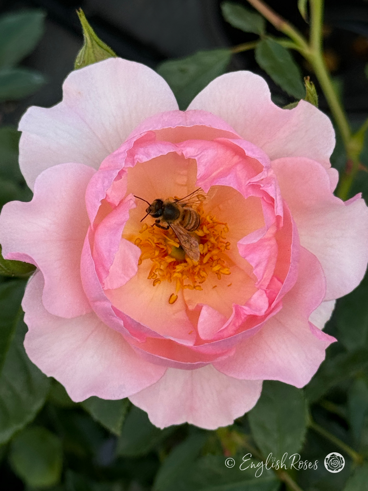 Happy Retirement Rose - Soft Pink Floribunda Rose - Close up photo of a single pink bloom with a bee pollinating it