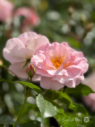Happy Retirement Rose - Soft Pink Floribunda Rose - Close up photo of two open pink blooms and some buds