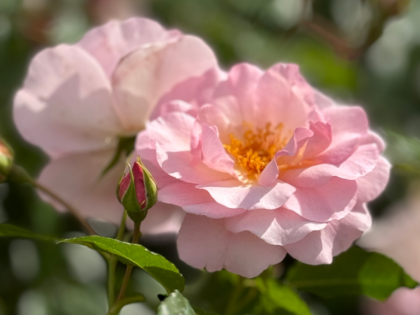 Happy Retirement Rose - Unique Retirement Gift Happy Retirement Rose - Unique Retirement Gift Image