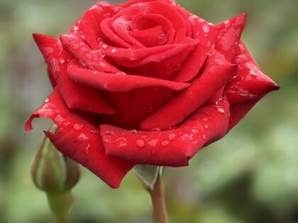 Happy Ruby Wedding Rose Happy Ruby Wedding Rose Image