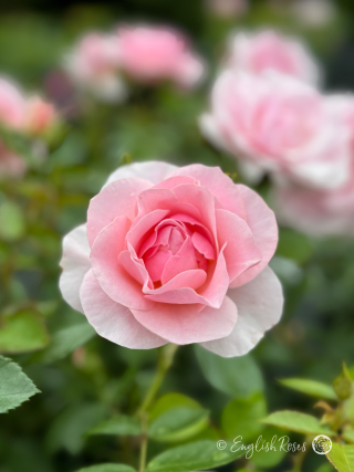 Happy Silver Wedding Rose - Silver and Pink Floribunda Rose - A close up photo of a single open, silver and pink bloom